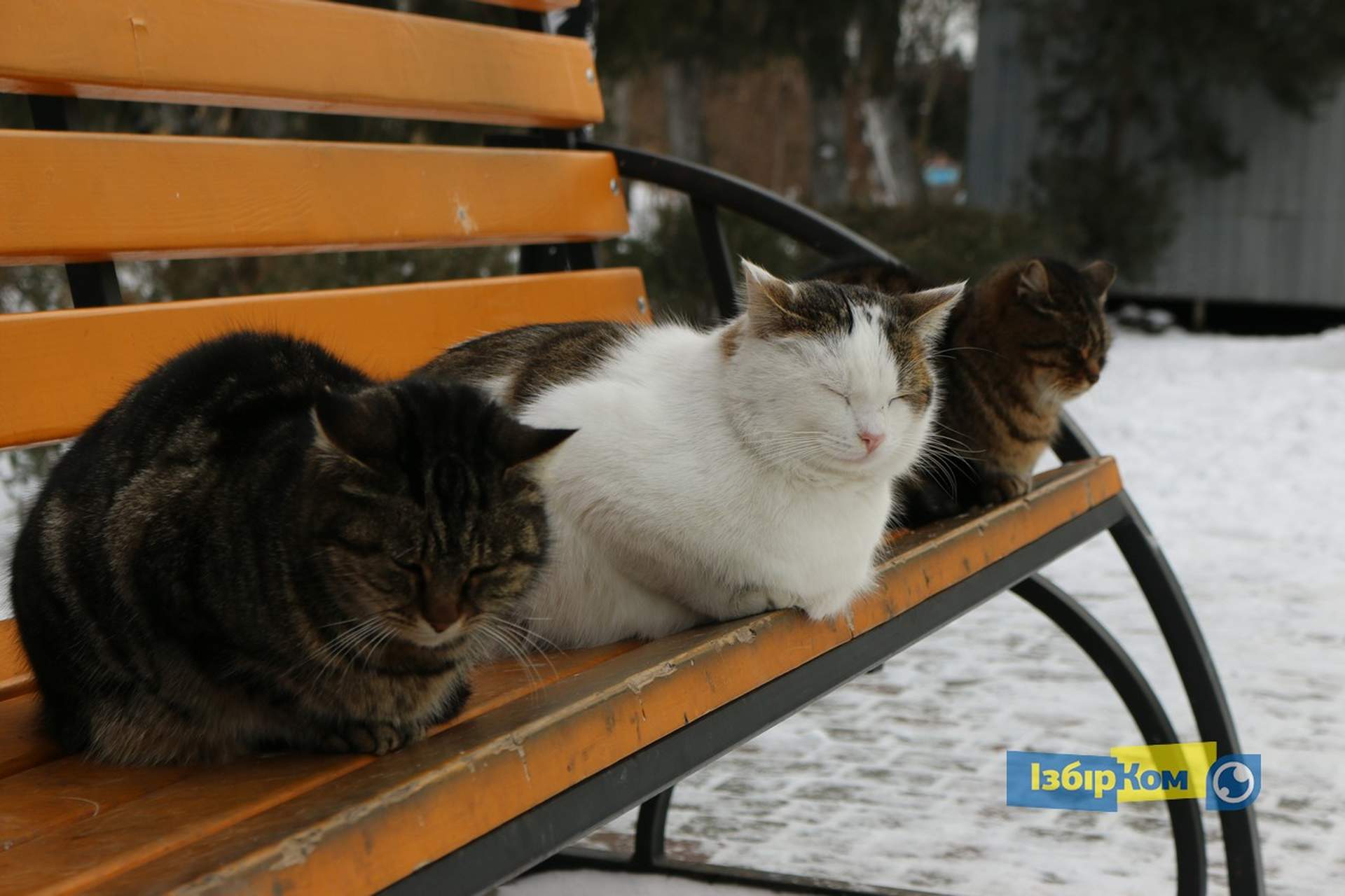 Как усатые жители Лузановки справляли новоселье