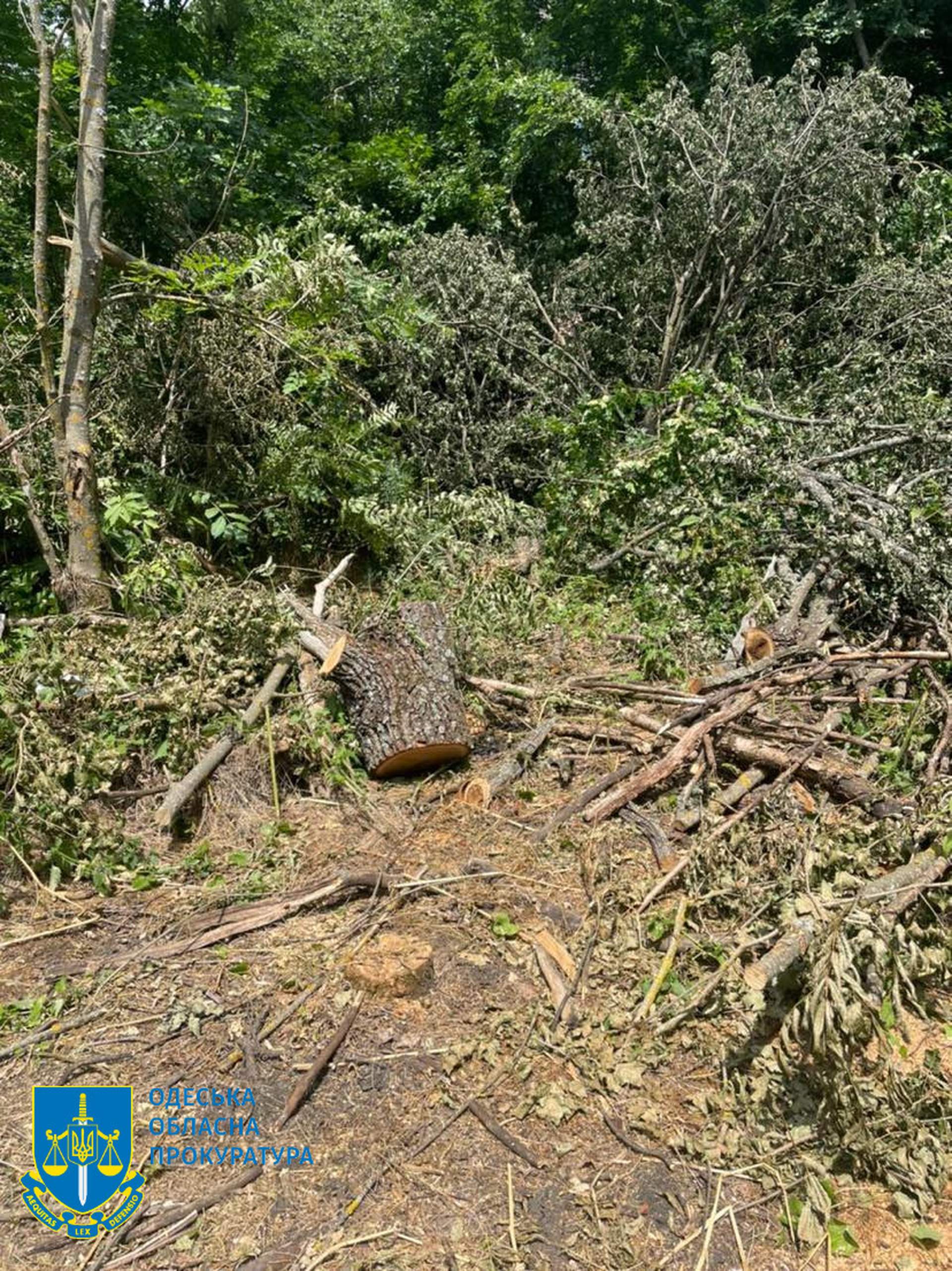 Поліцейський "чорний" лісоруб з подільниками постануть перед судом