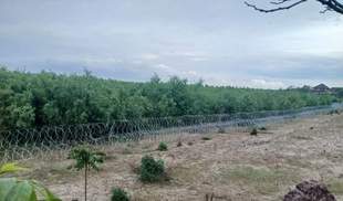 На дні Каховського водосховища співають тисячі солов’їв і ростуть 7-метрові дерева