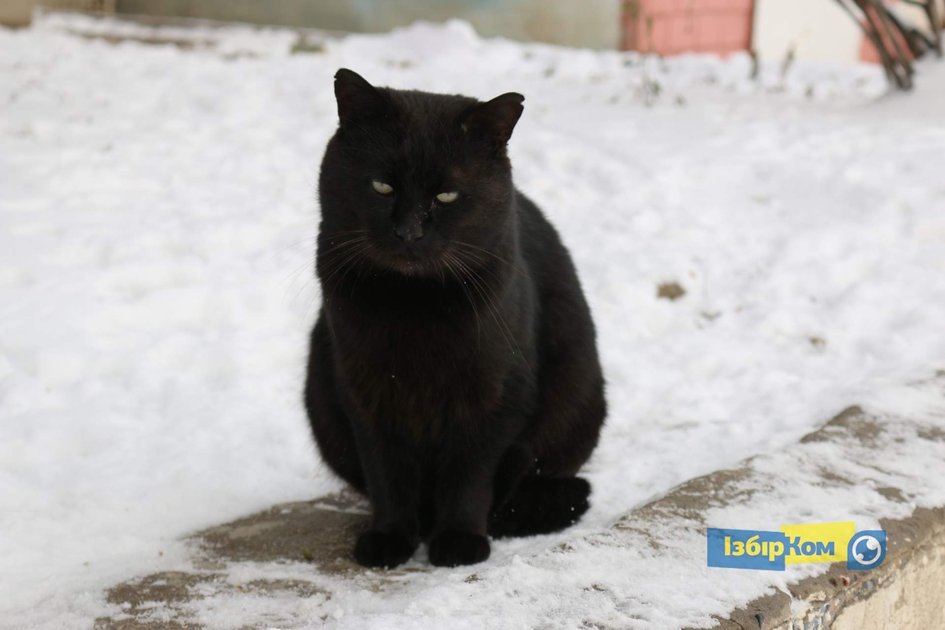 Как усатые жители Лузановки справляли новоселье