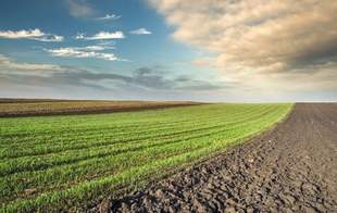 Росіяни незаконно орендували землі на Миколаївщині та заробляли на них