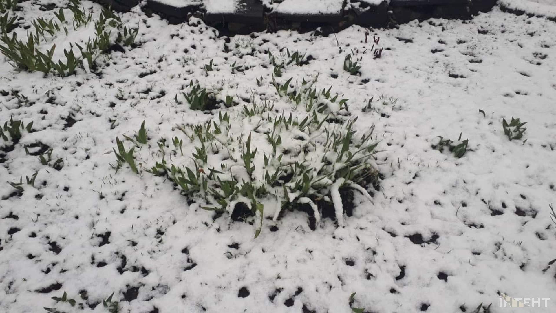 На Одещині пішов квітневий сніг