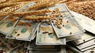 Kherson grain under Russian rules: who profited from the Ukrainian harvest