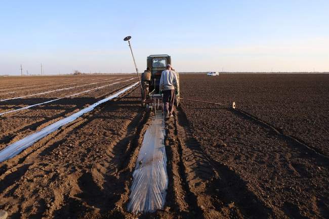 Грядки на Херсонщині. ФОТО: Суспільне Херсон