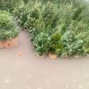 Одеса зазеленіла ялинковими базарами