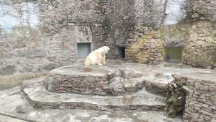 У Миколаївському зоопарку у 2024 році народилося понад 60 видів тварин