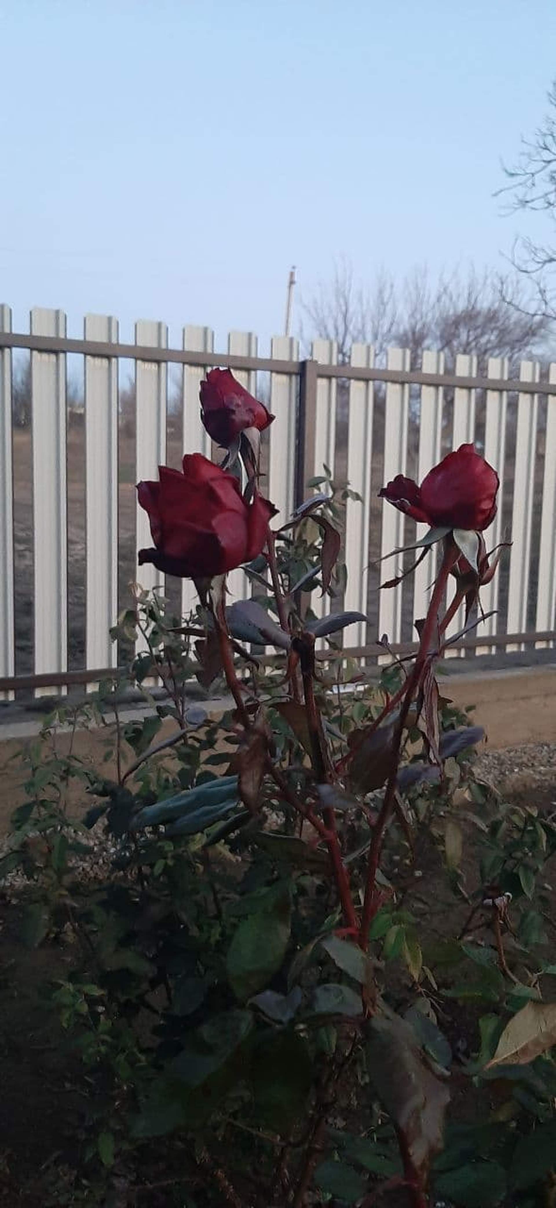 Зимові квіти: через аномально теплу погоду на Одещині зацвіли троянди