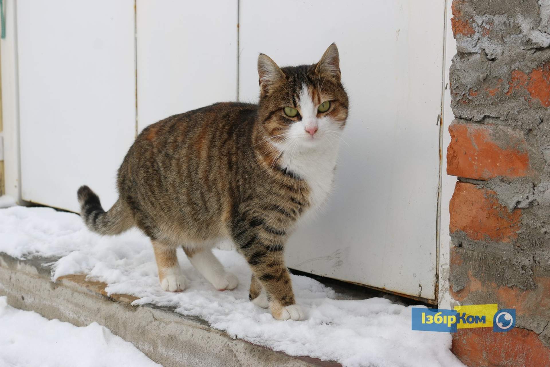 Как усатые жители Лузановки справляли новоселье