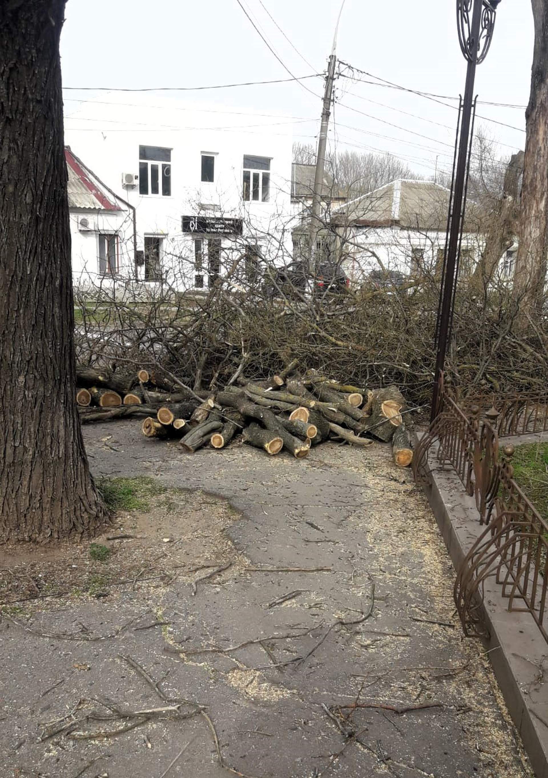 У Миколаєві знову знищили дерева
