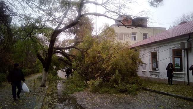 В Одесской области ветер поломал деревья: синоптики предупреждают об ухудшении погодных условий