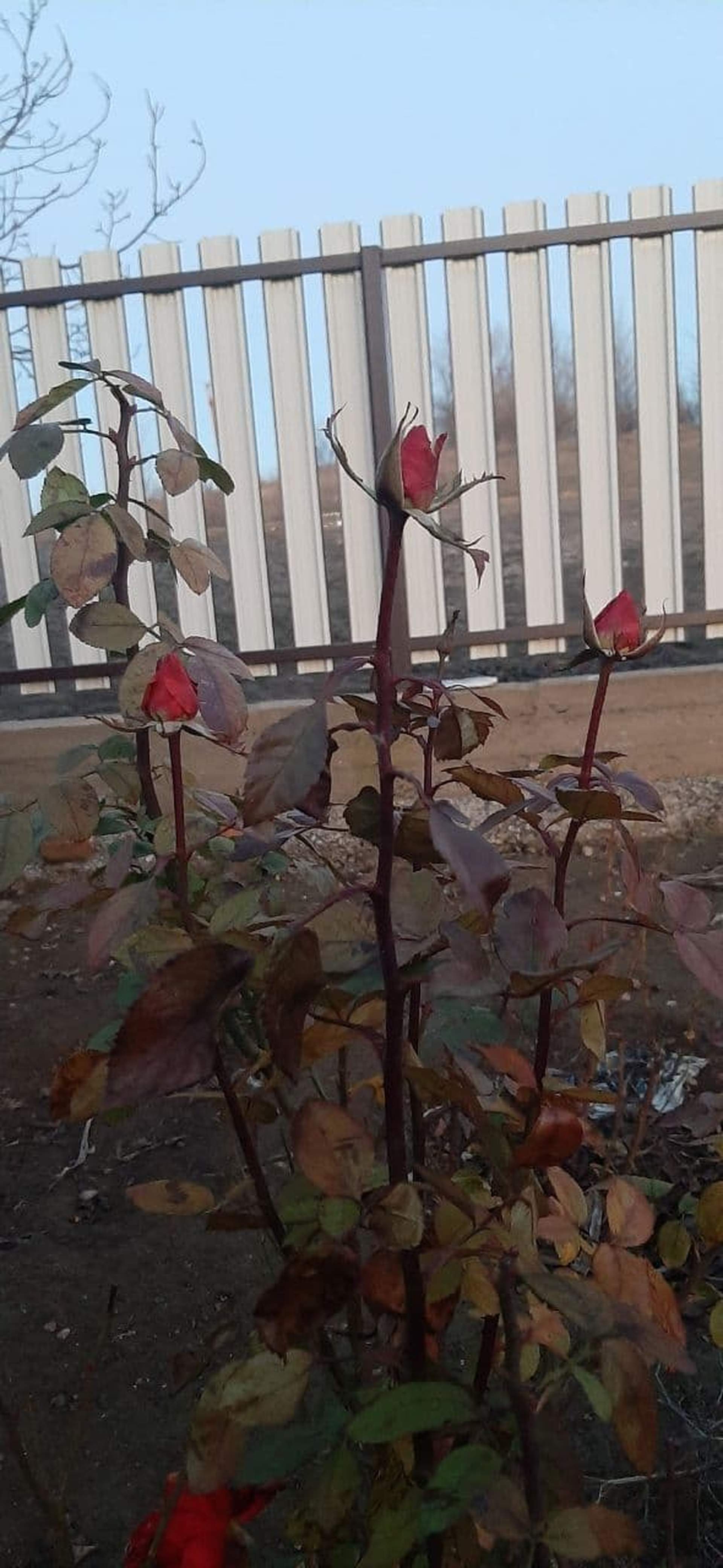 Зимові квіти: через аномально теплу погоду на Одещині зацвіли троянди