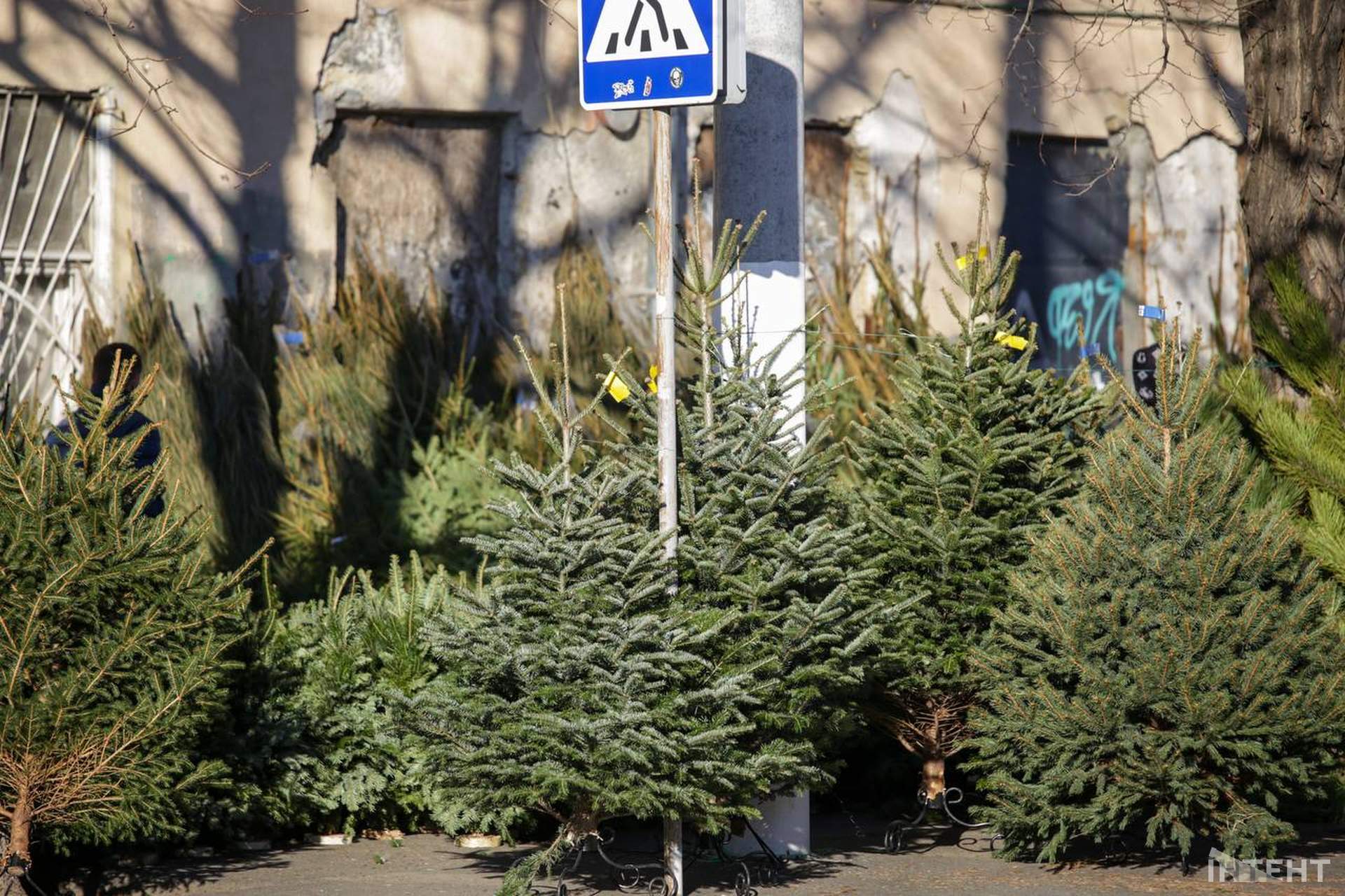 Скільки коштують ялинки в Одесі