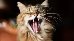 На Миколаївщині кіт зі сказом покусав родину, яка його прихистила