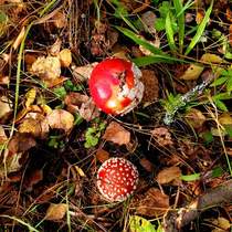 mushrooms