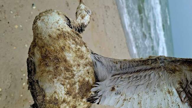 Consequences of the ecological disaster in Odesa region. PHOTO: Ivan Rusev
