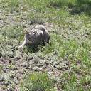 Зимові квіти: через аномально теплу погоду на Одещині зацвіли троянди