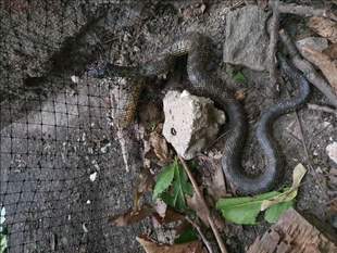 В Одесі звільнили рідкісну змію