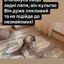 Ворожий дрон знищив будинок директора Одеського зоопарку