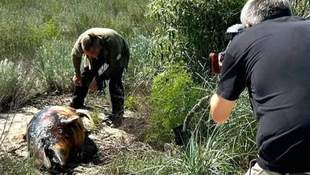 Общественный вещатель Германии снял гибель дельфинов в Одесской области