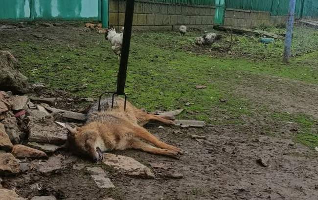Убитый шакал. ФОТО: Ирина Вихристюк/Facebook