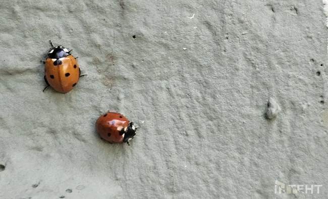 The invasion of ladybugs in Odesa is not over yet, but entomologists say it's a good thing