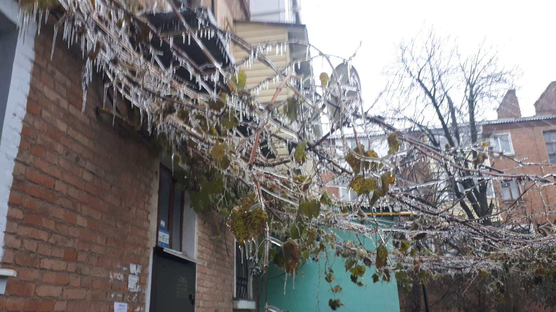 Квіти наче в склі: на Одещині різко знизилася температура