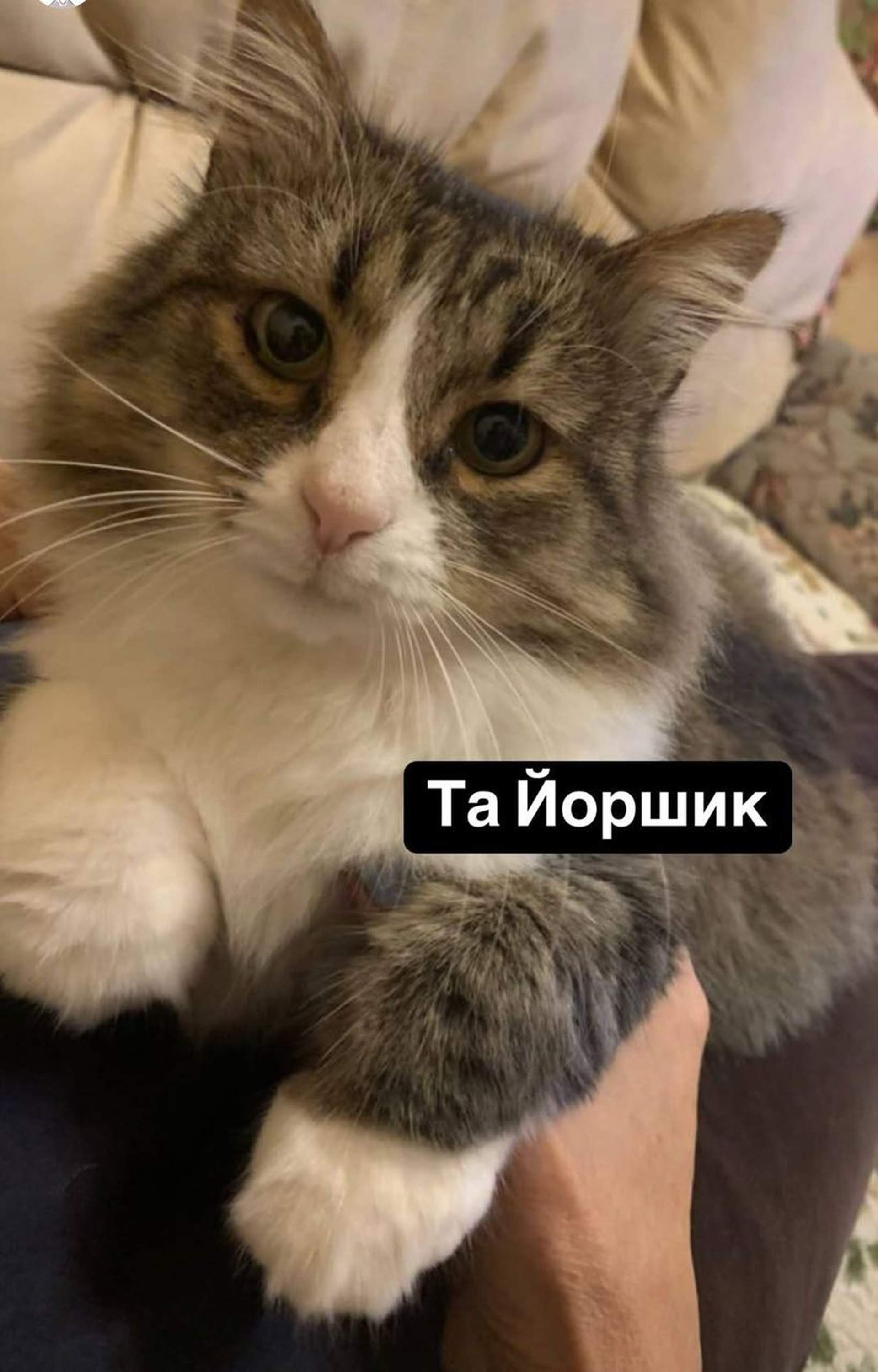 Ворожий дрон знищив будинок директора Одеського зоопарку