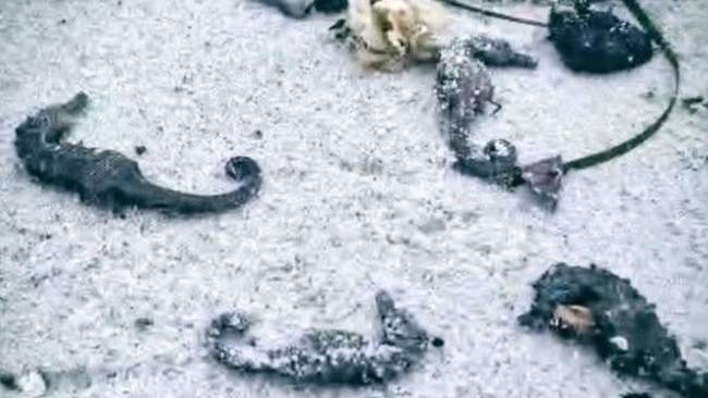 Mорські коники. ФОТО: Владислав Балінський/facebook