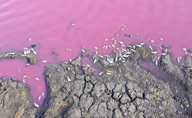На Одещині масово загинула риба й зафарбувалася водойма