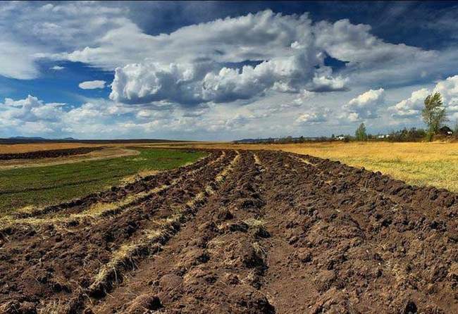 Одещина в лідерах за площею земель, отриманих від Держгеокадастру