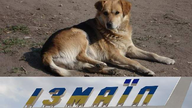 ФОТОКОЛАЖ: Інтент