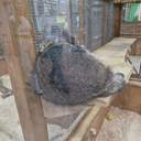 Одесити влаштували акцію протесту з вимогою врятувати єнота з контактного зоопарку