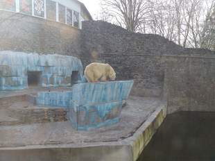 Миколаївський зоопарк святкував День полярного ведмедя