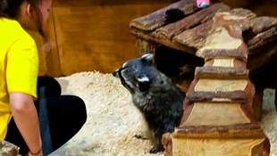 В Одесі екоінспектори перевірили стан єнота з контактного зоопарку