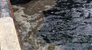 Russia's strikes on sunflower oil storage facilities have damaged the ecology of Odesa region by 13 billion