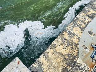 Холероподібний вібріон виявили на одному з пляжів Одеси