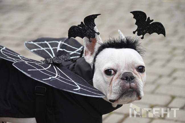BULLDOGPARTY HALLOWEEN 2026