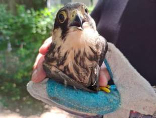 В Одесі хижих птахів з кліток передали до зоопарку