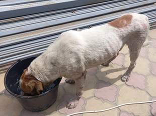 Собака проплив понад 100 кілометрів на дошці з Херсонщини до Одещини