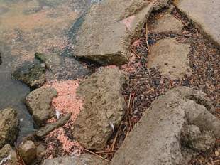 Рибпатруль визначив причину загибелі креветки та бичків у Хаджибейському лимані