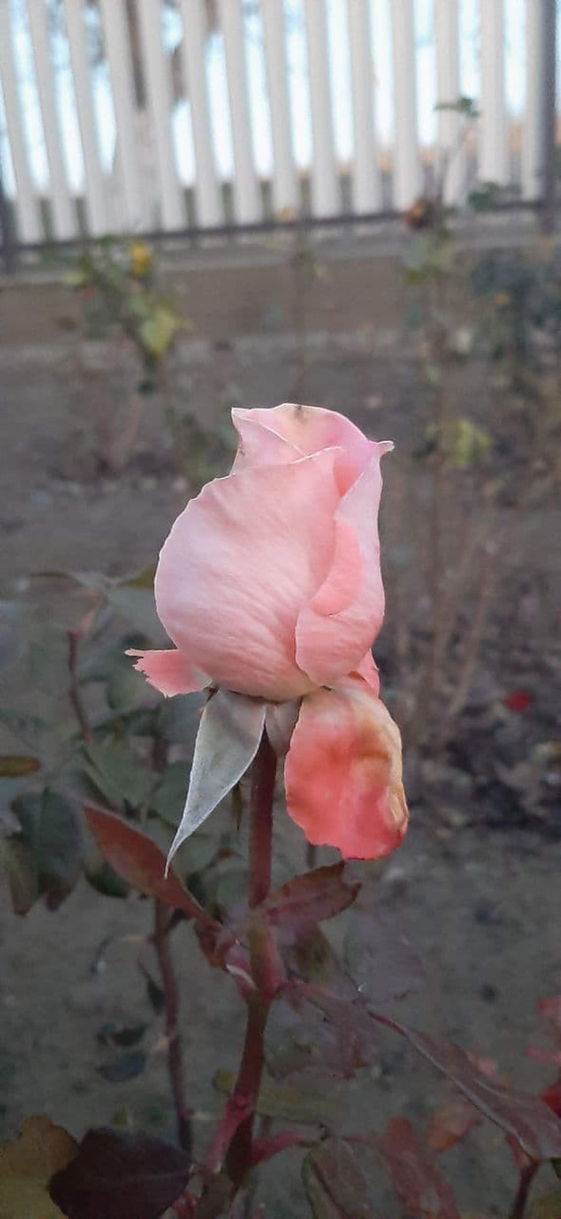 Зимові квіти: через аномально теплу погоду на Одещині зацвіли троянди