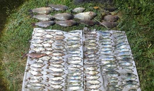 На Николаевщине браконьер выловил рыбы на 300 тысяч убытков