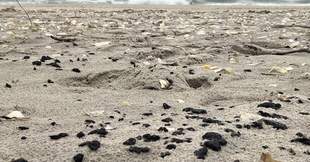 На Одещині виявили нові плями мазуту на узбережжі