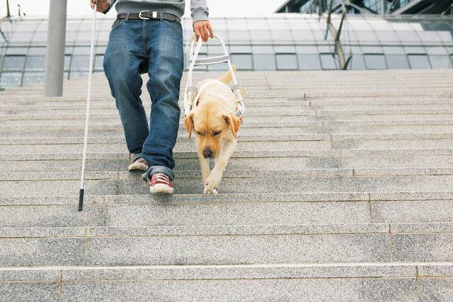 В Одессе будут обучать собак-поводырей для участников АТО и переселенцев