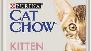Як виростити здорового котика: усе, що потрібно знати про корм для кошенят