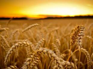 Усі аграрні підприємства законсервовані — голова Нововоронцовської СВА про посівну кампанію