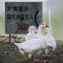 bird flu