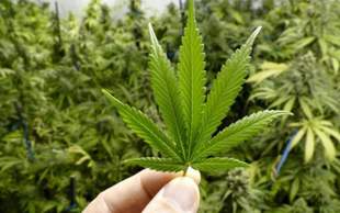Novovorontsov Community Explores Medical Cannabis for Economic Revival